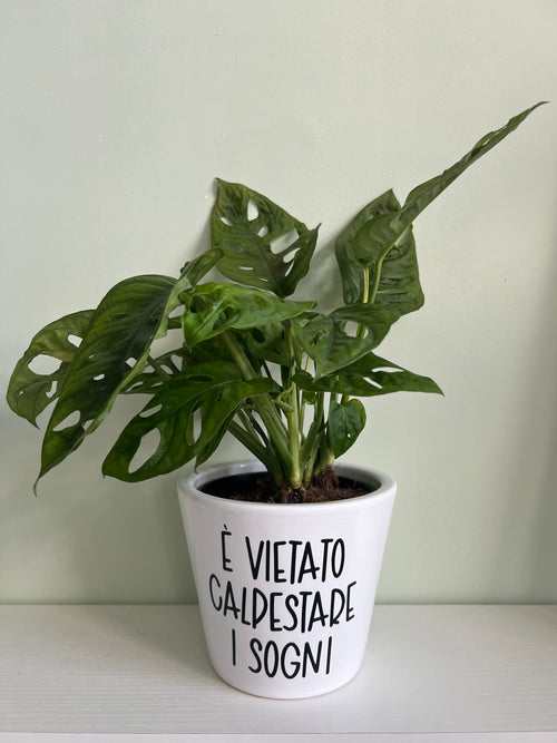 Vaso Con Mostera Monkey